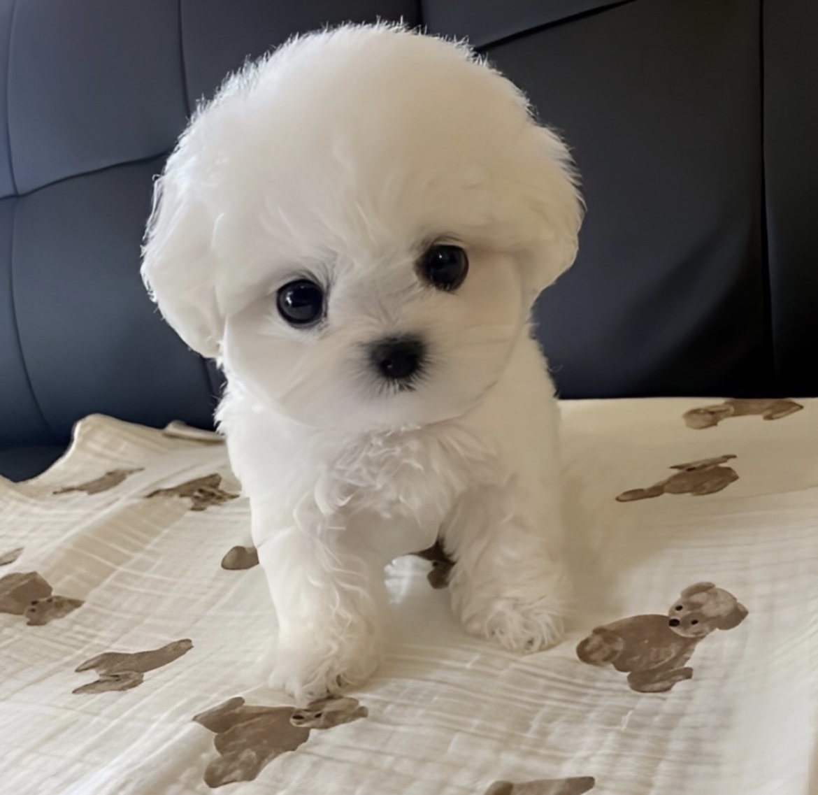 Ȯ�� �̹���