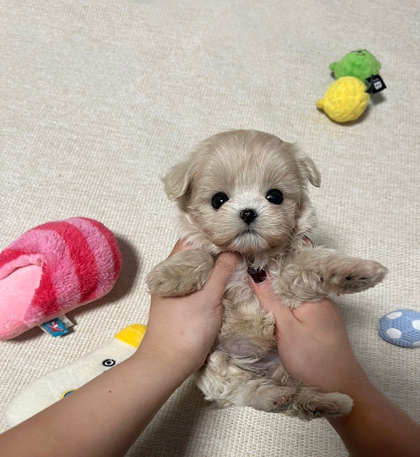 Ȯ�� �̹���