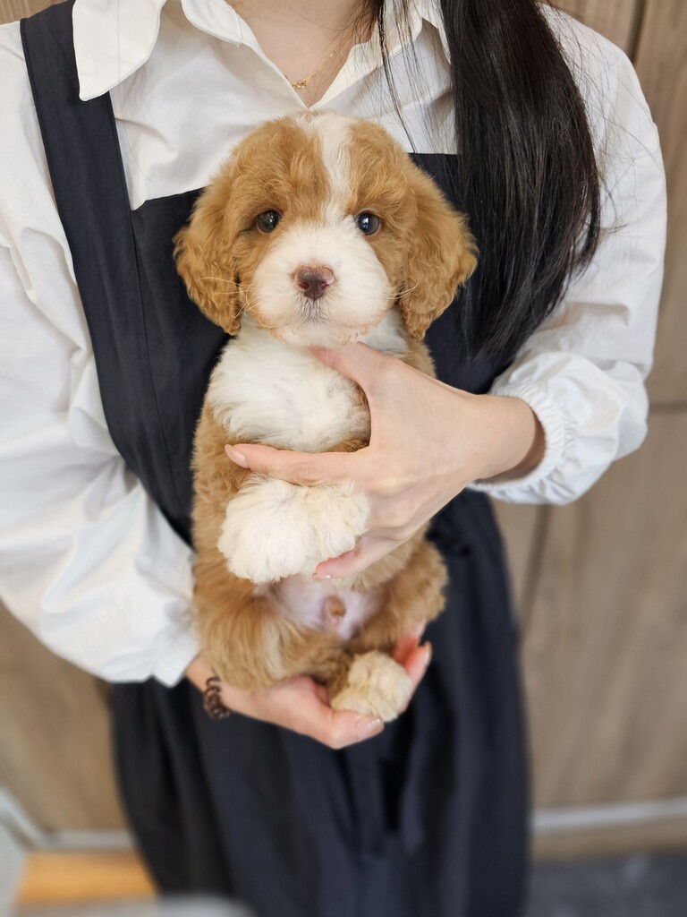 Ȯ�� �̹���