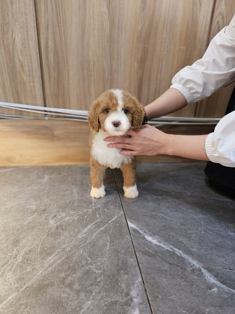 Ȯ�� �̹���