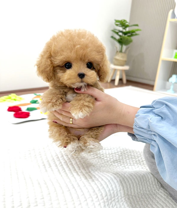 Ȯ�� �̹���