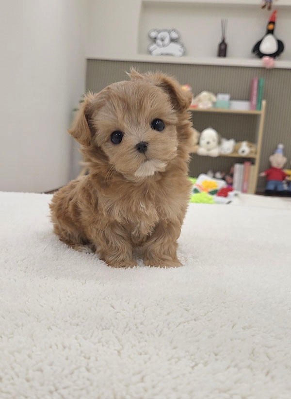 Ȯ�� �̹���