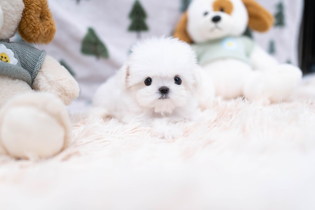 Ȯ�� �̹���