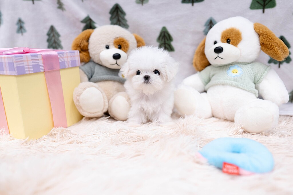 Ȯ�� �̹���