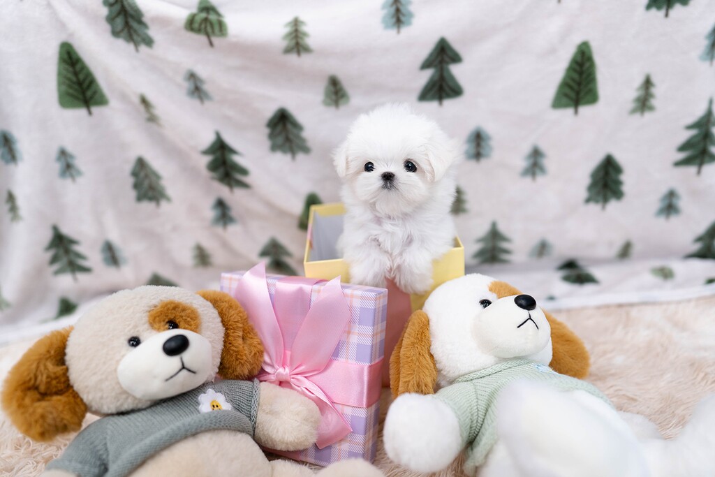 Ȯ�� �̹���