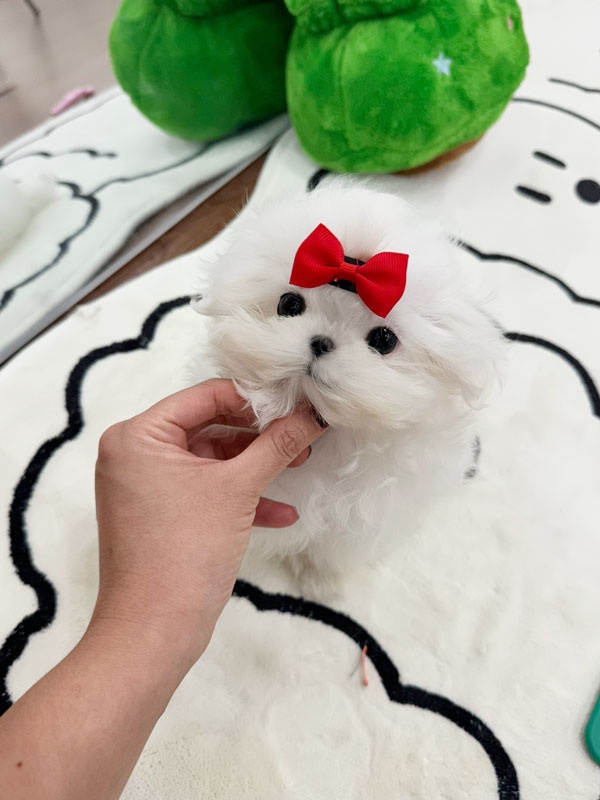 Ȯ�� �̹���