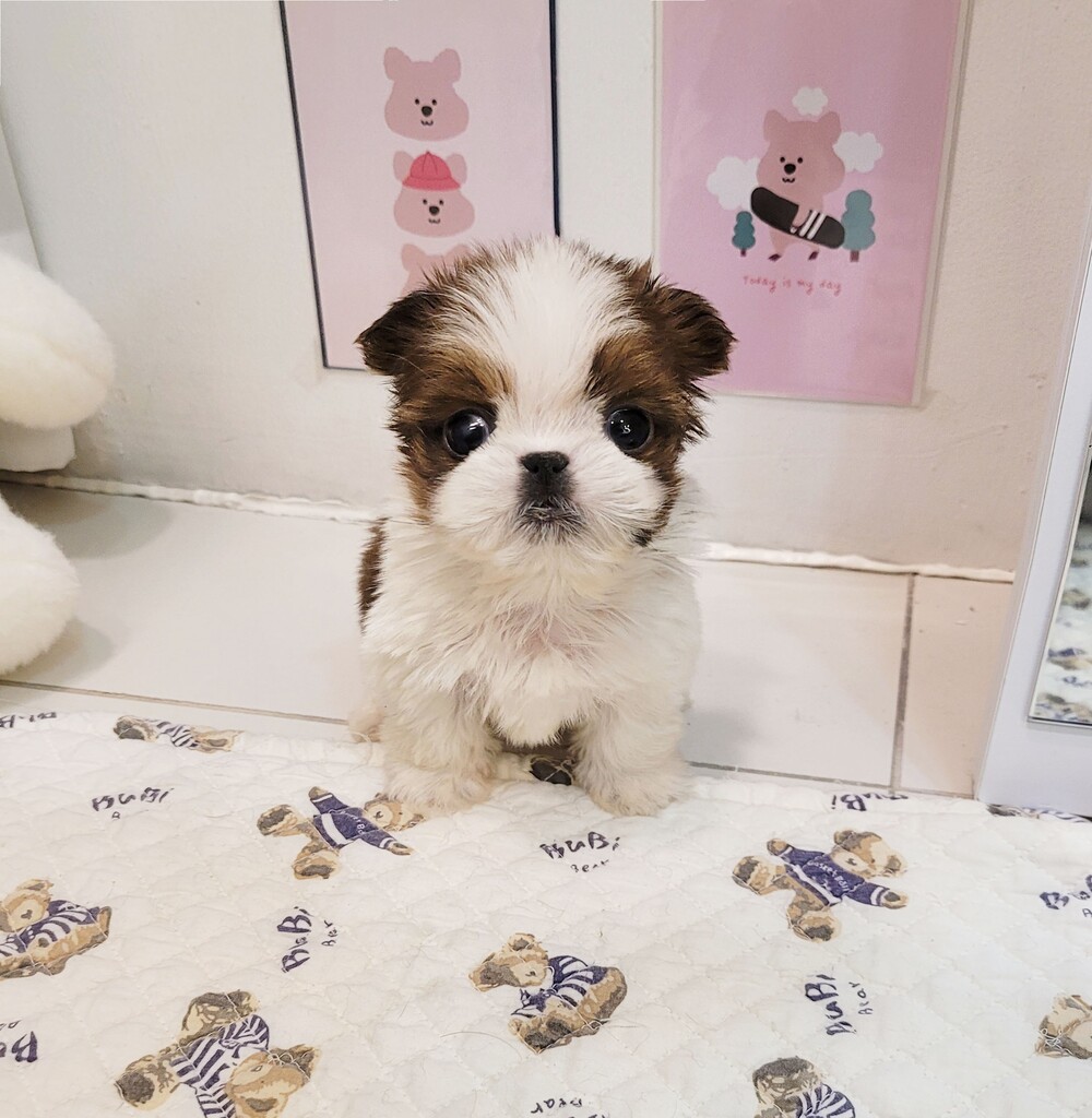 Ȯ�� �̹���