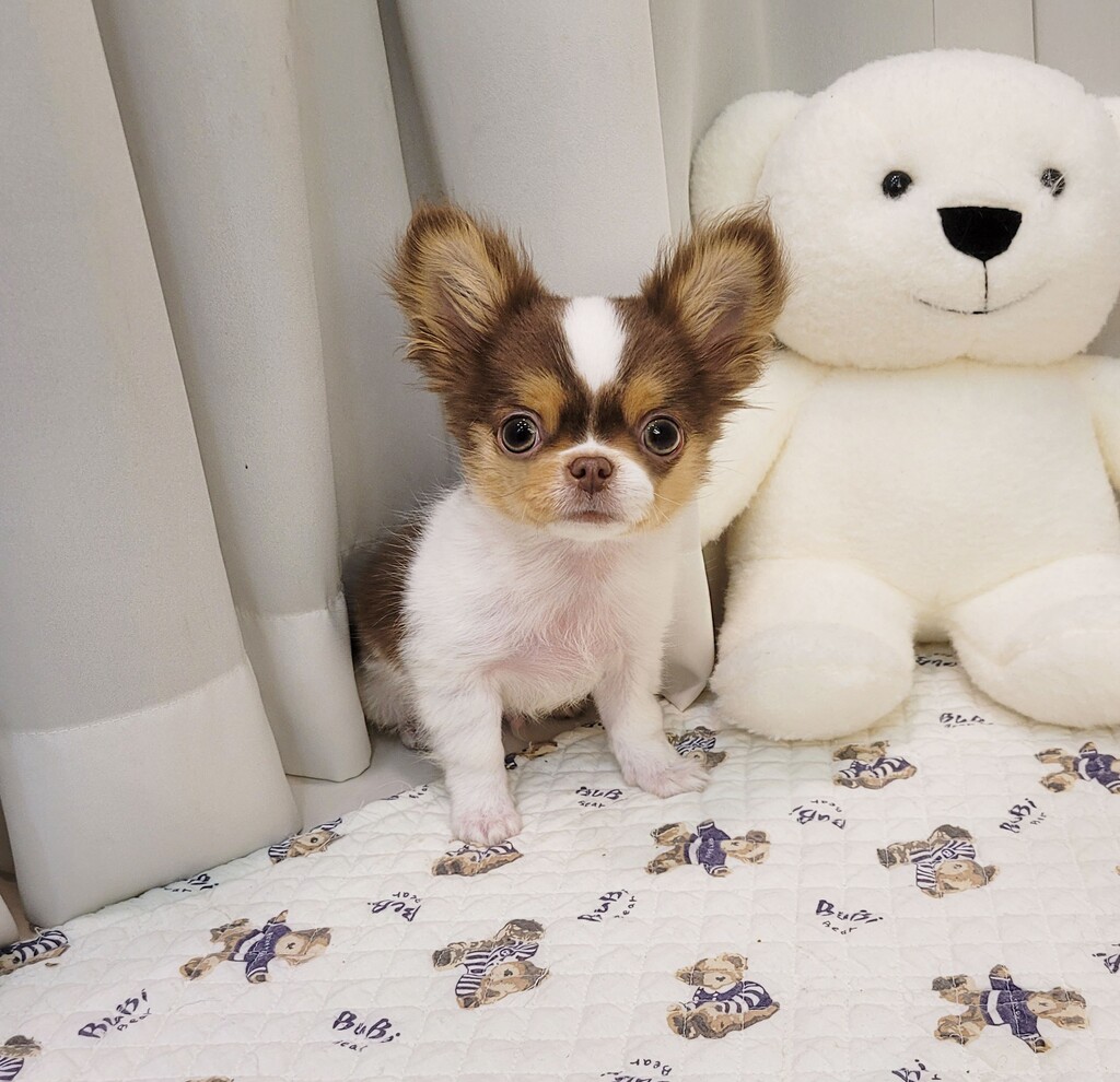 Ȯ�� �̹���