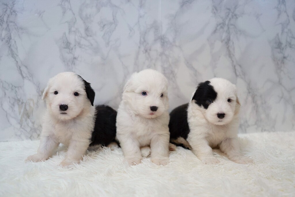 Ȯ�� �̹���