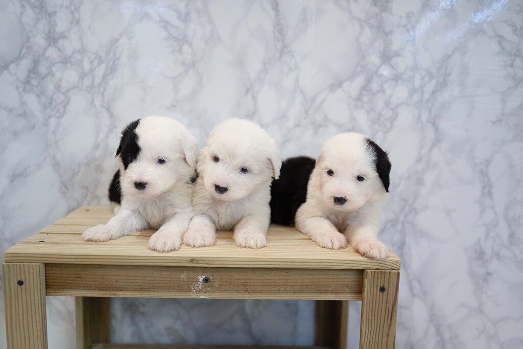 Ȯ�� �̹���