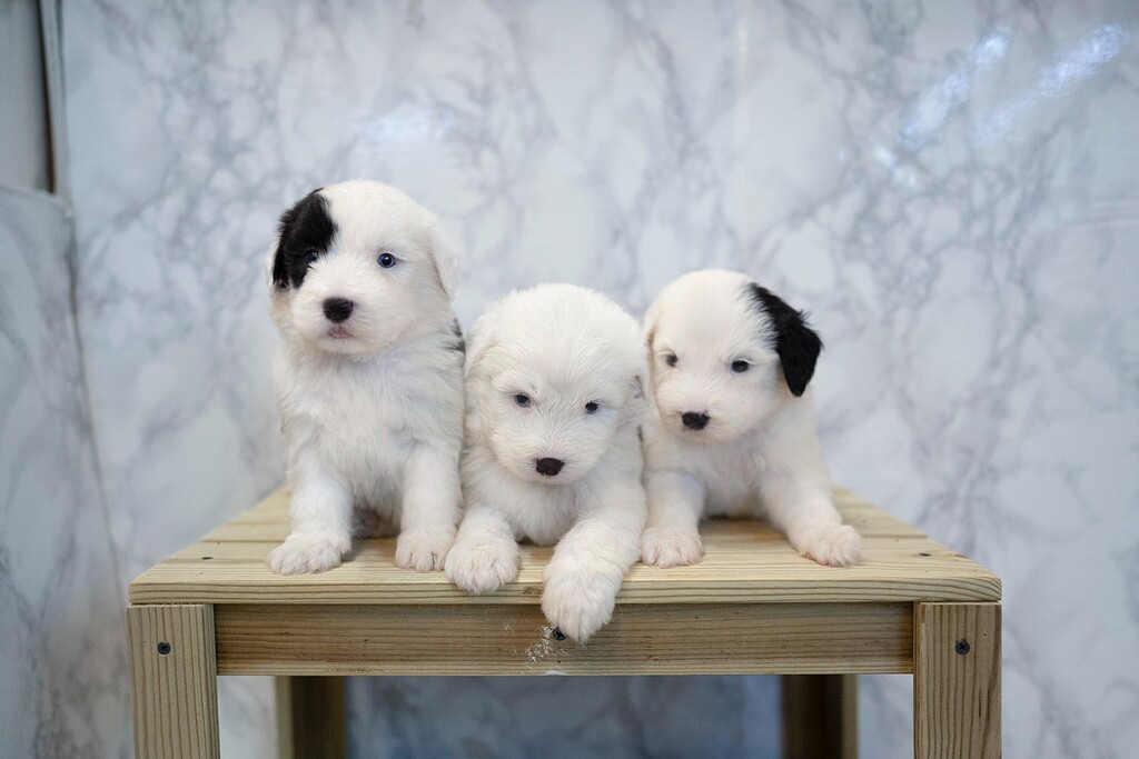 Ȯ�� �̹���