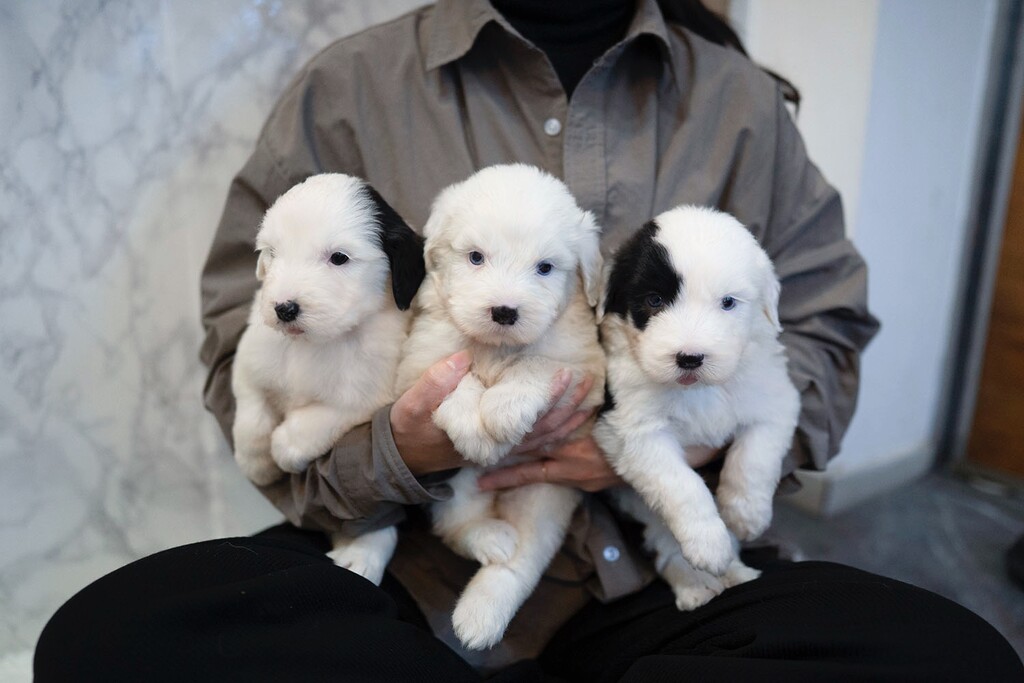 Ȯ�� �̹���