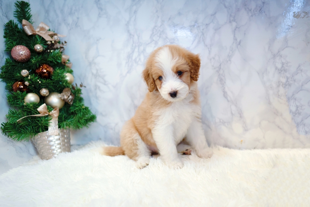 Ȯ�� �̹���