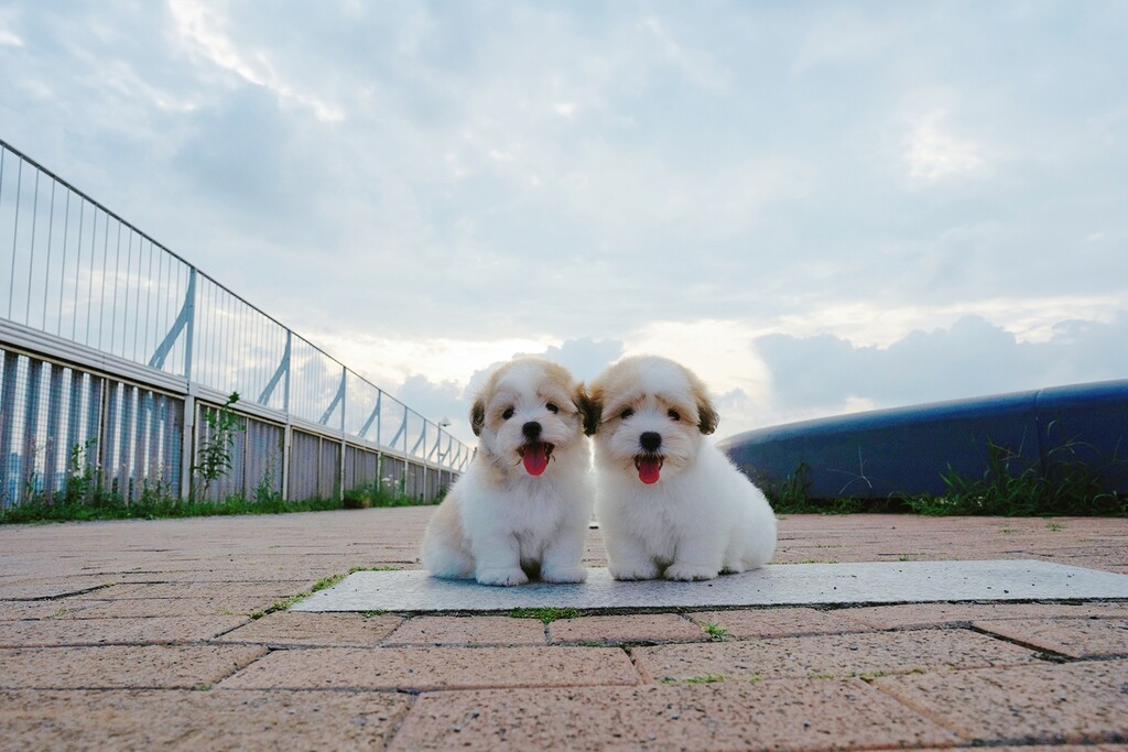 Ȯ�� �̹���