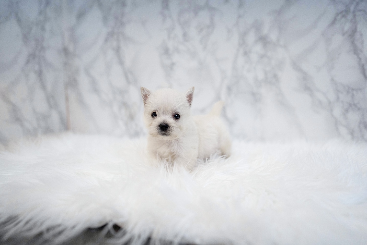 Ȯ�� �̹���