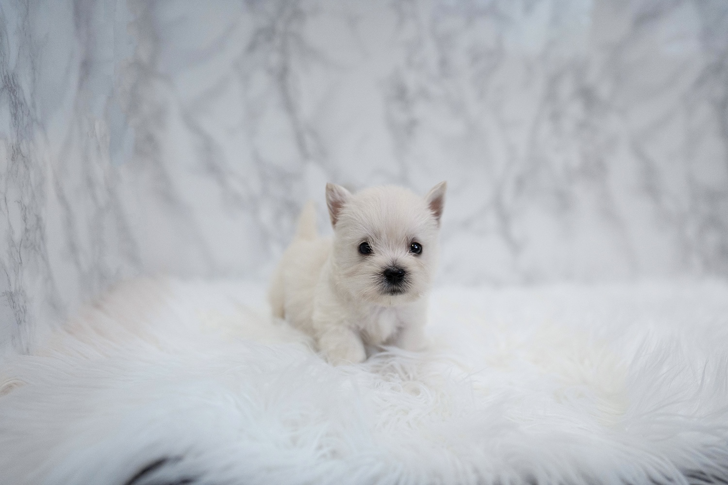 Ȯ�� �̹���