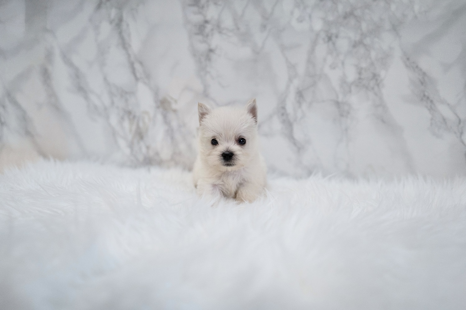 Ȯ�� �̹���