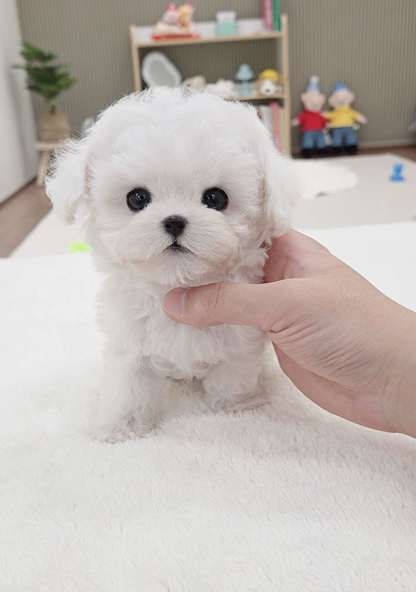 Ȯ�� �̹���