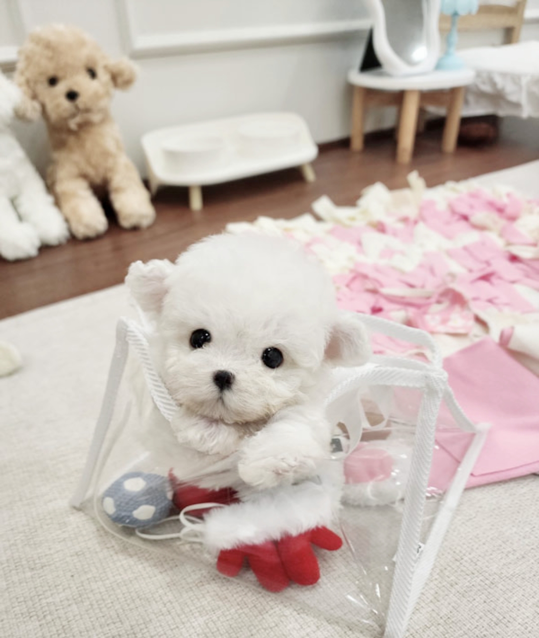 Ȯ�� �̹���