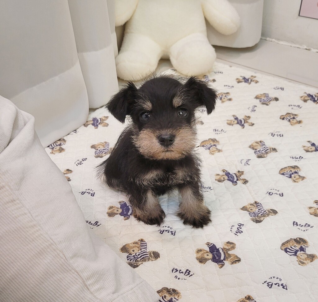 Ȯ�� �̹���