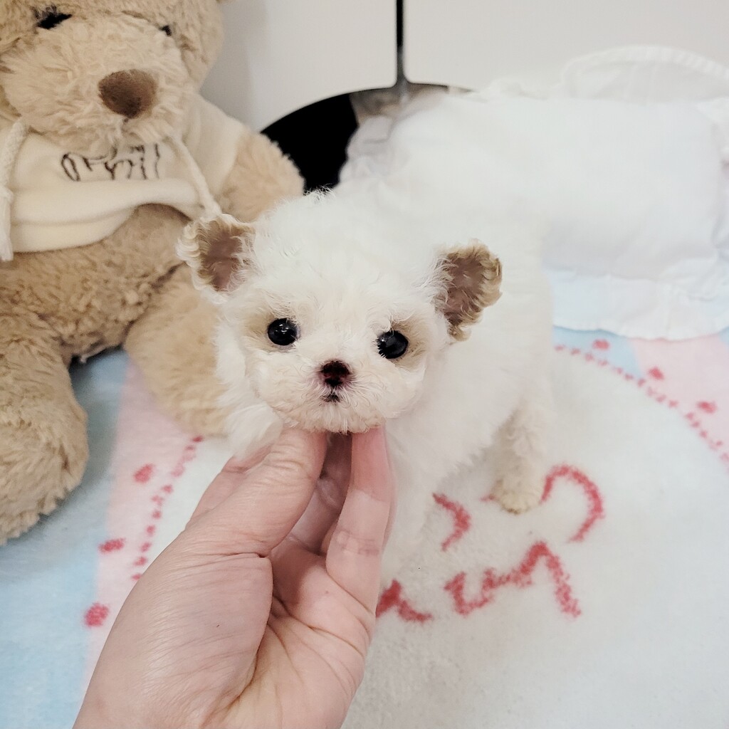 Ȯ�� �̹���