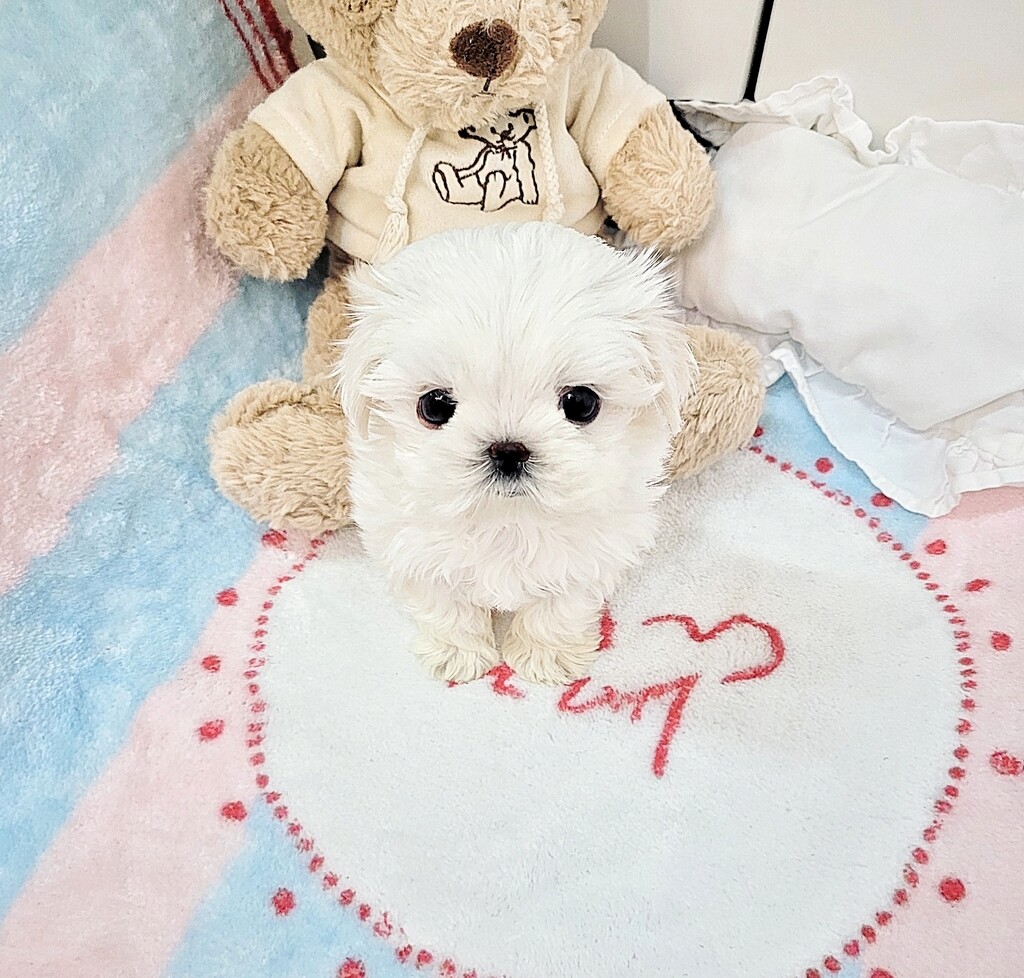 Ȯ�� �̹���