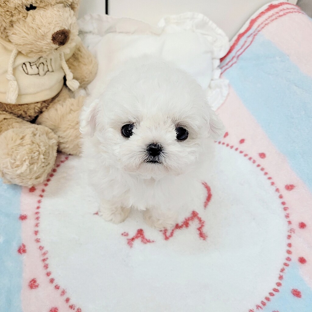 Ȯ�� �̹���