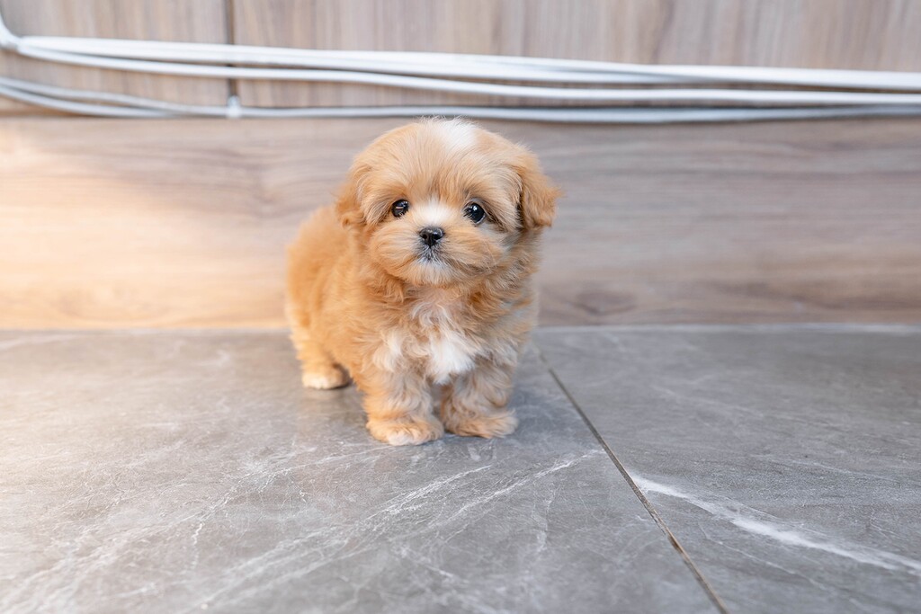 Ȯ�� �̹���