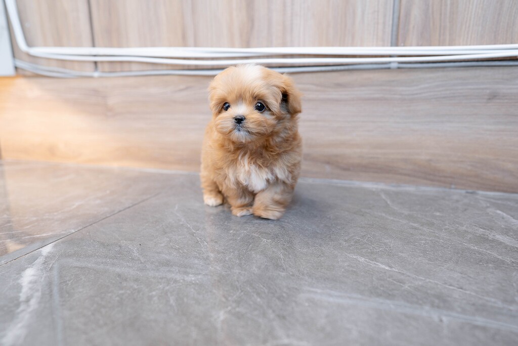 Ȯ�� �̹���