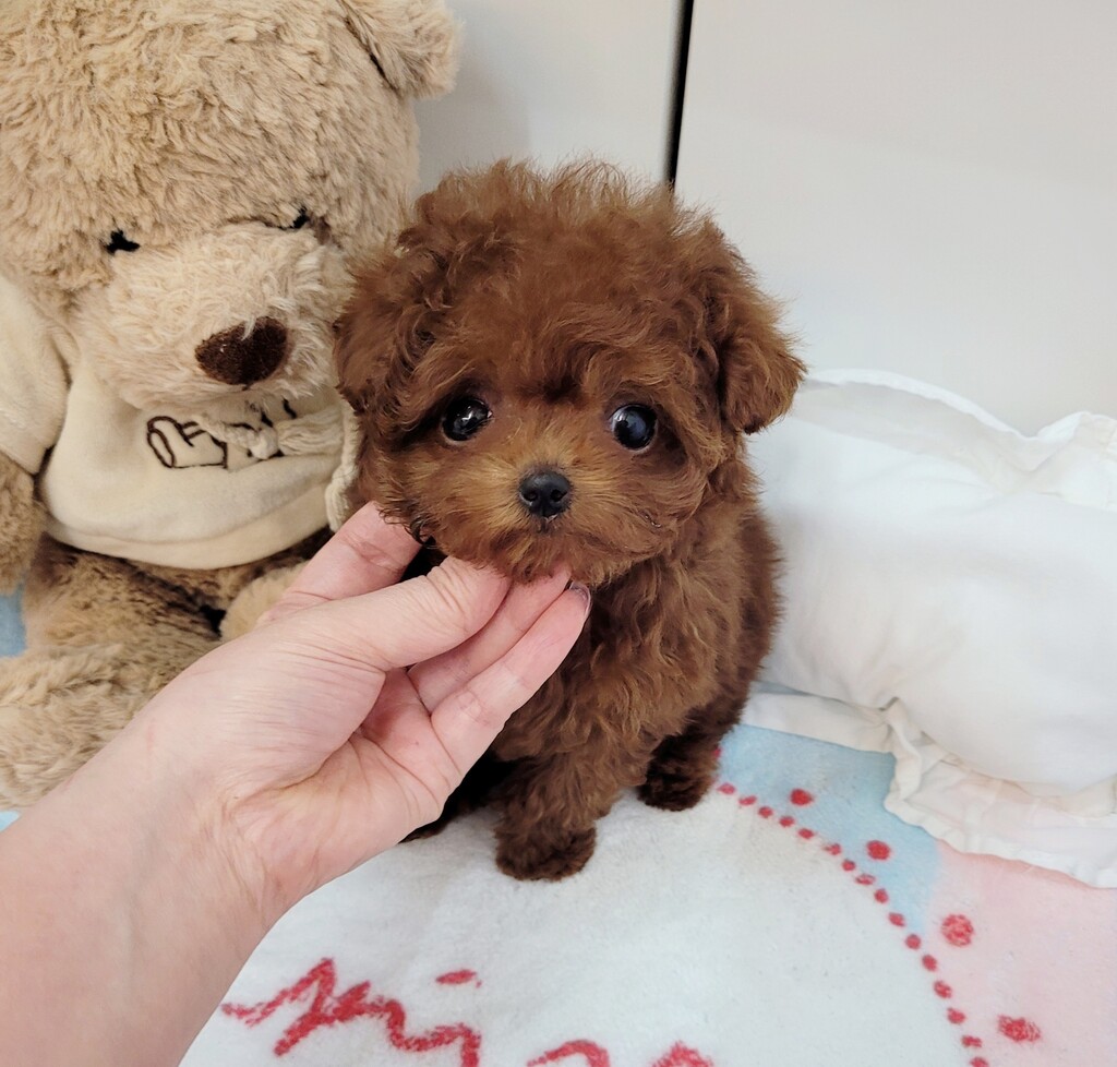 Ȯ�� �̹���