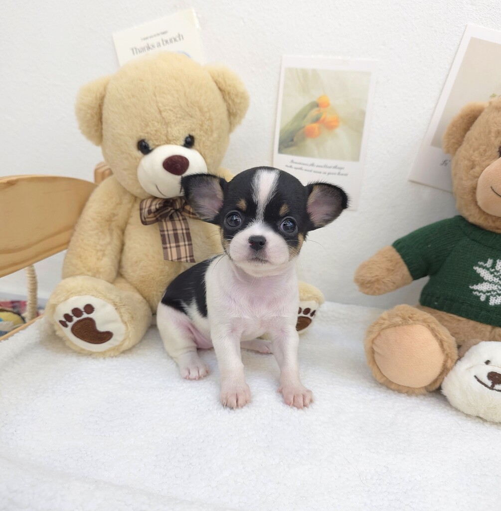 Ȯ�� �̹���