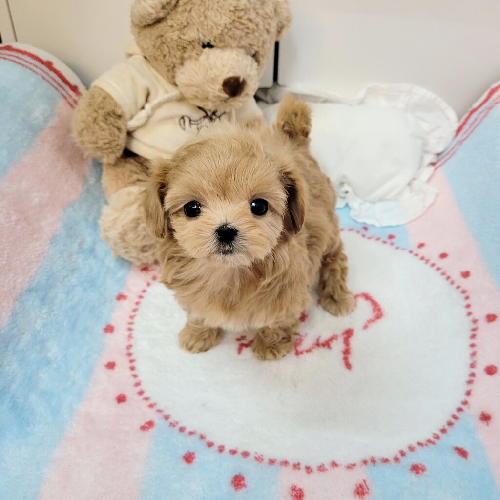 Ȯ�� �̹���