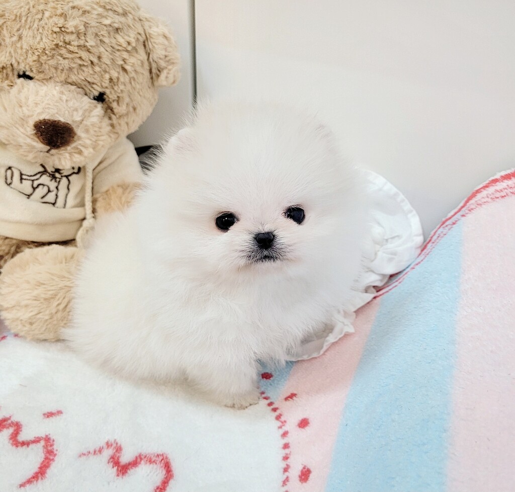 Ȯ�� �̹���