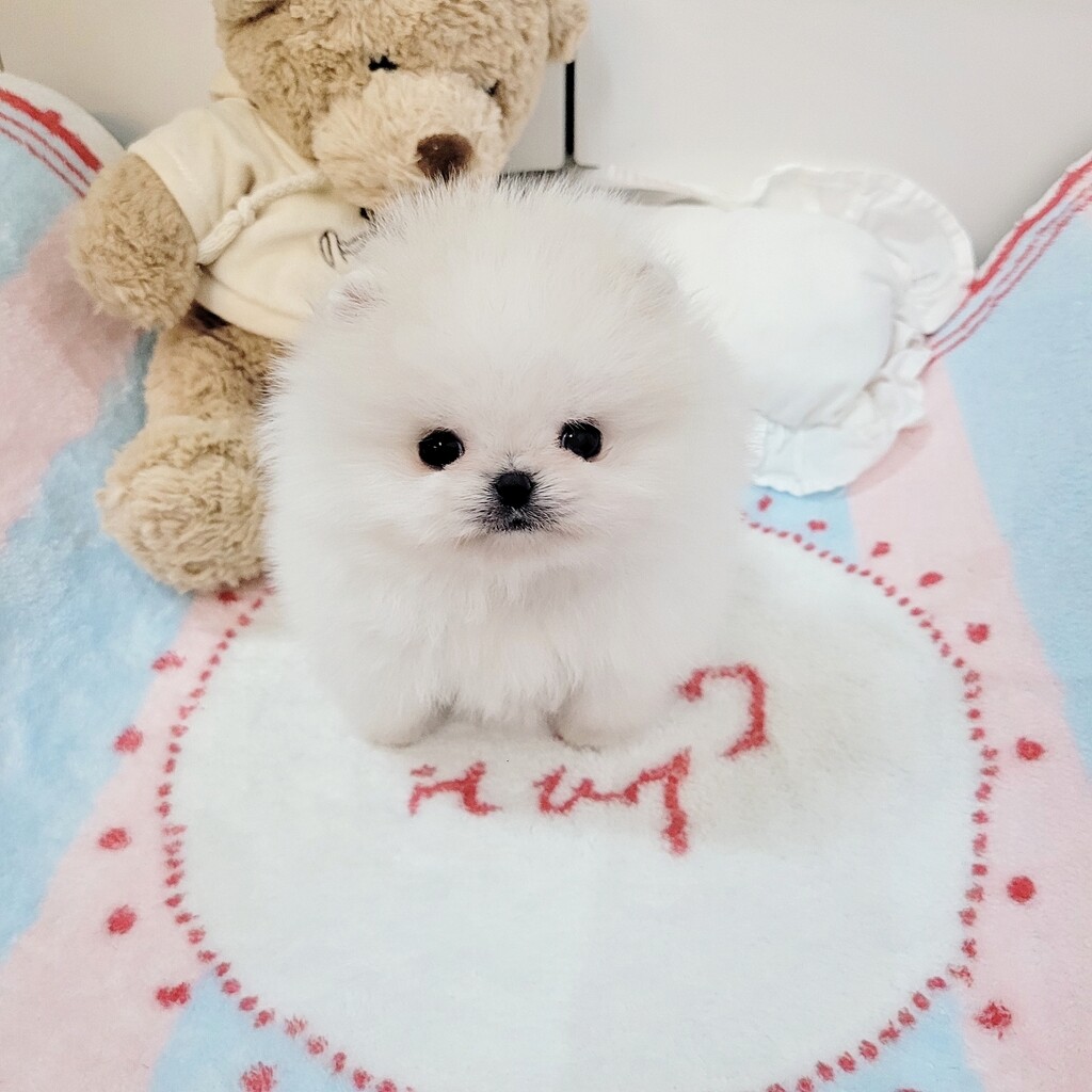 Ȯ�� �̹���