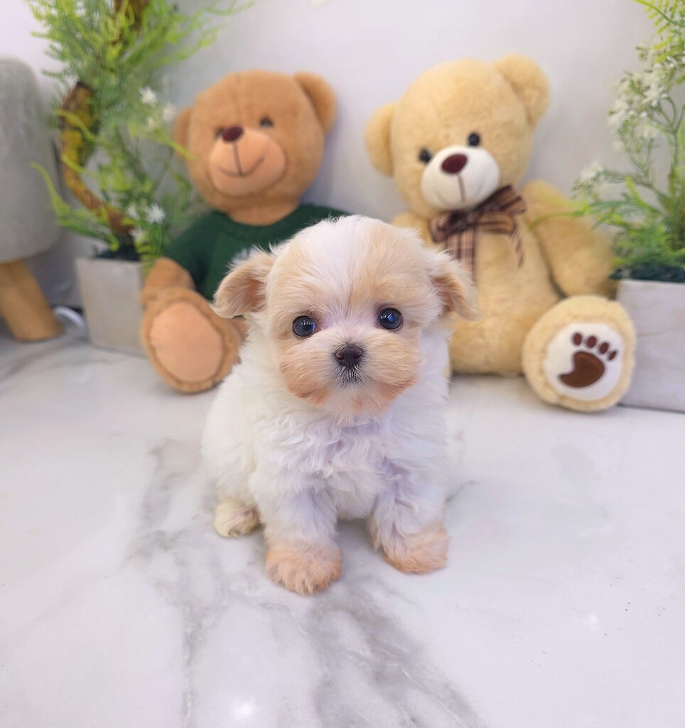 Ȯ�� �̹���