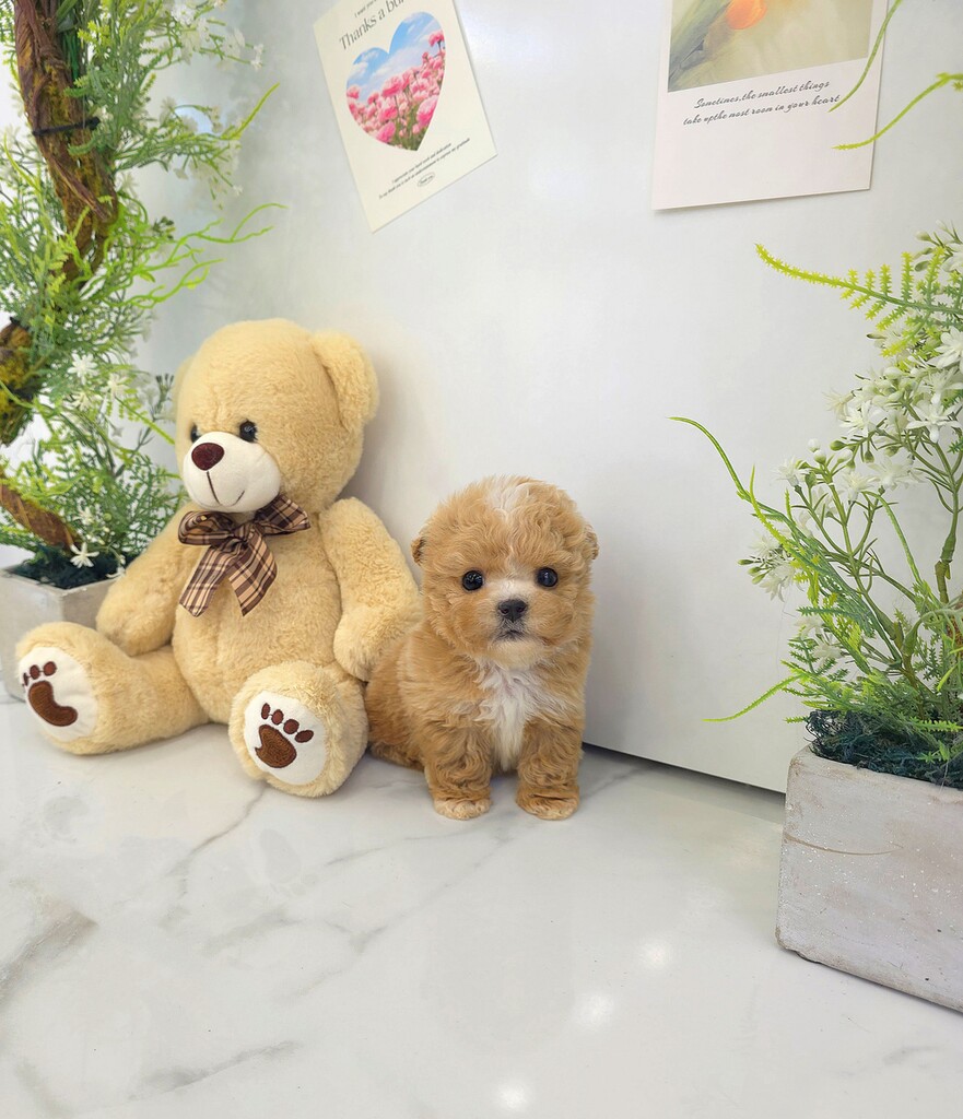 Ȯ�� �̹���