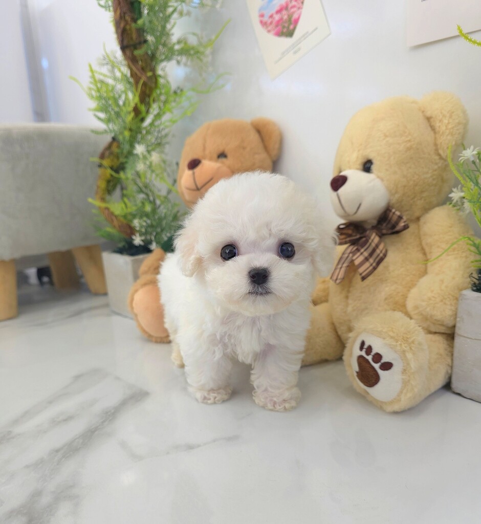 Ȯ�� �̹���