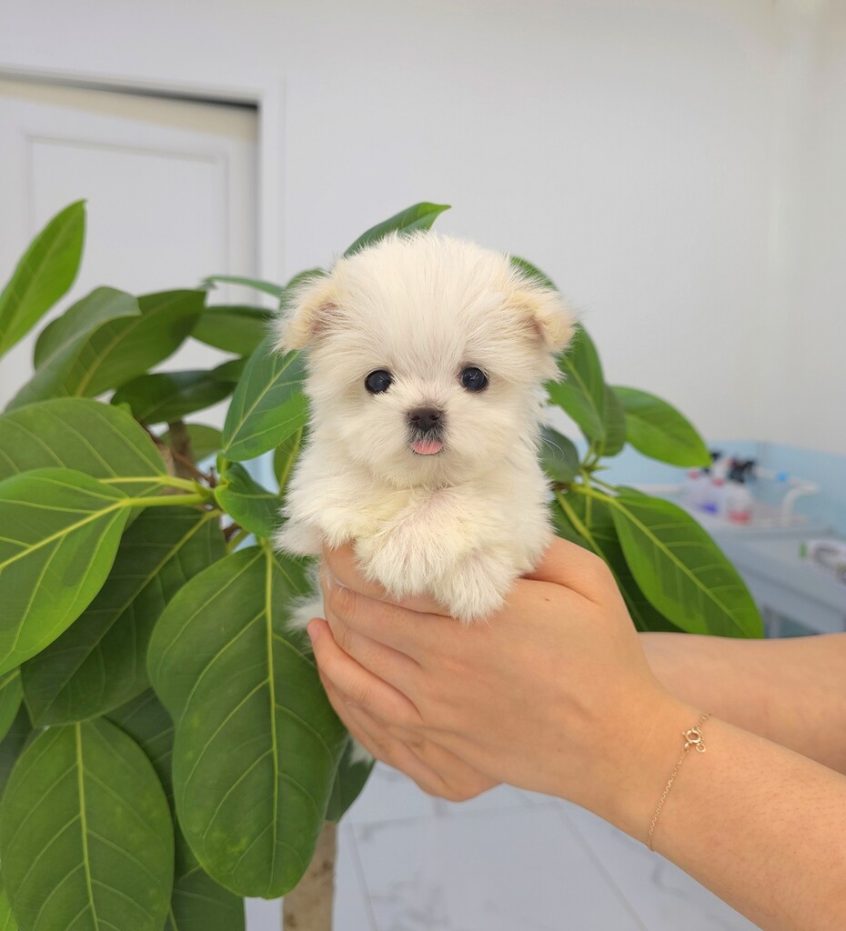 Ȯ�� �̹���