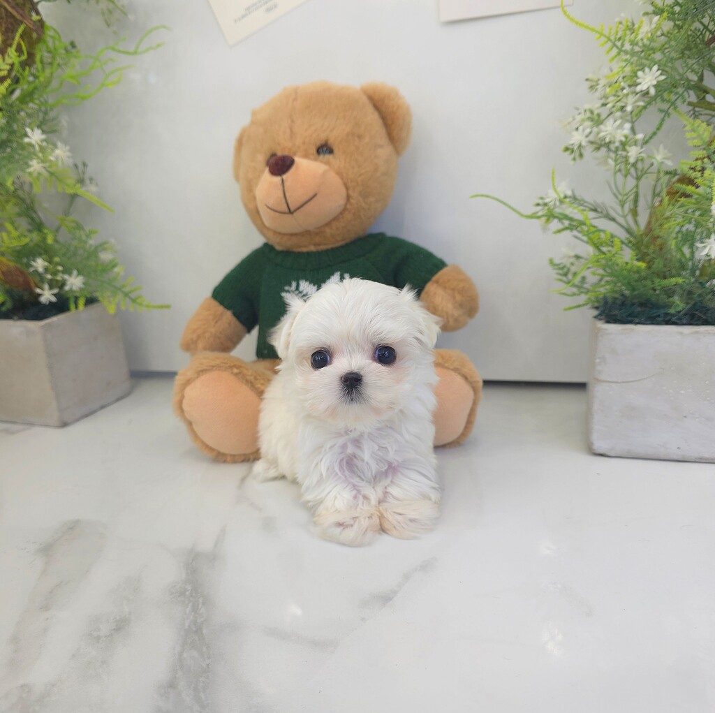 Ȯ�� �̹���