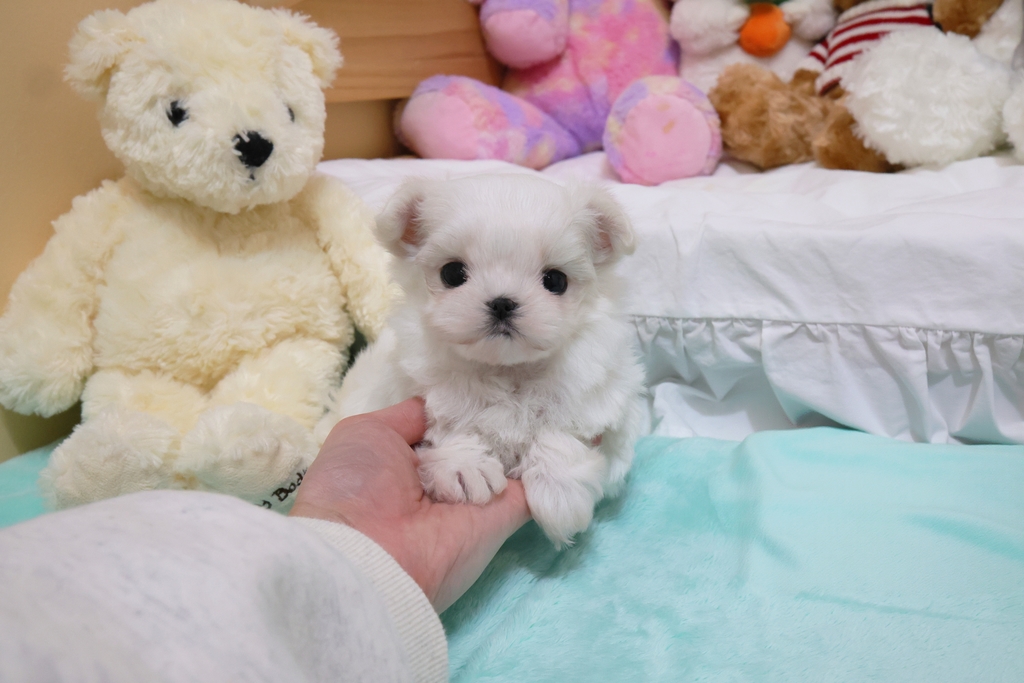 Ȯ�� �̹���