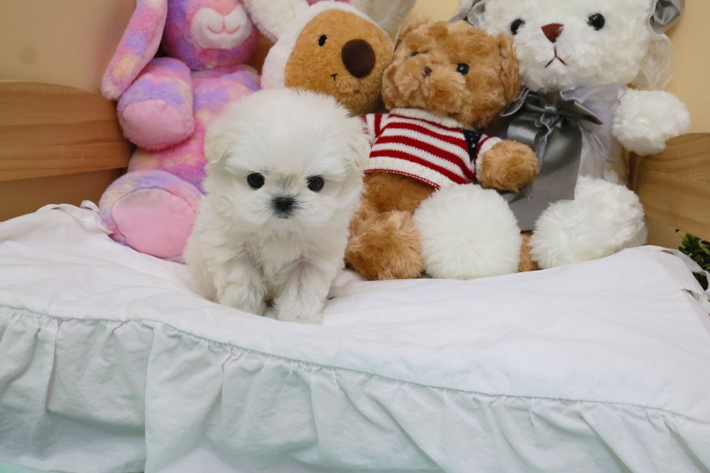 Ȯ�� �̹���