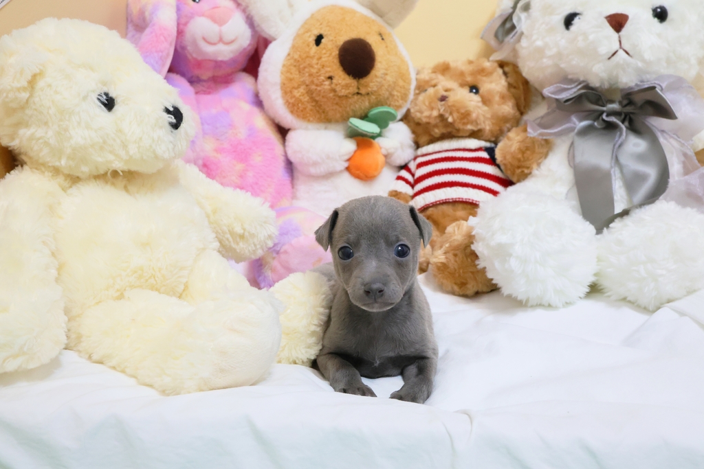 Ȯ�� �̹���