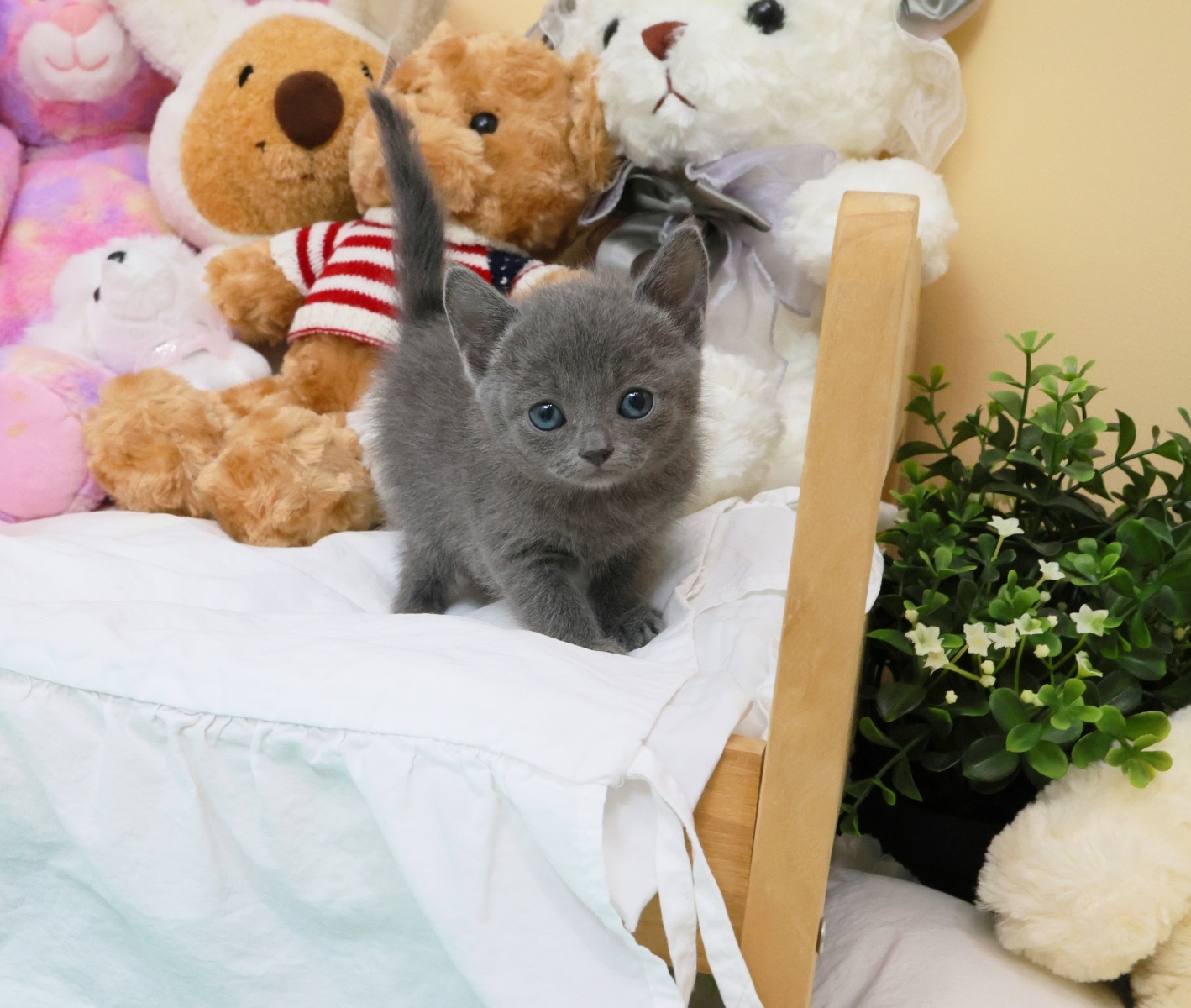 Ȯ�� �̹���