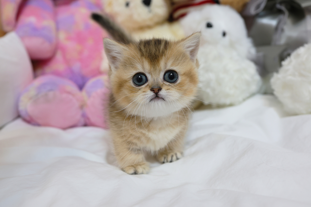 Ȯ�� �̹���