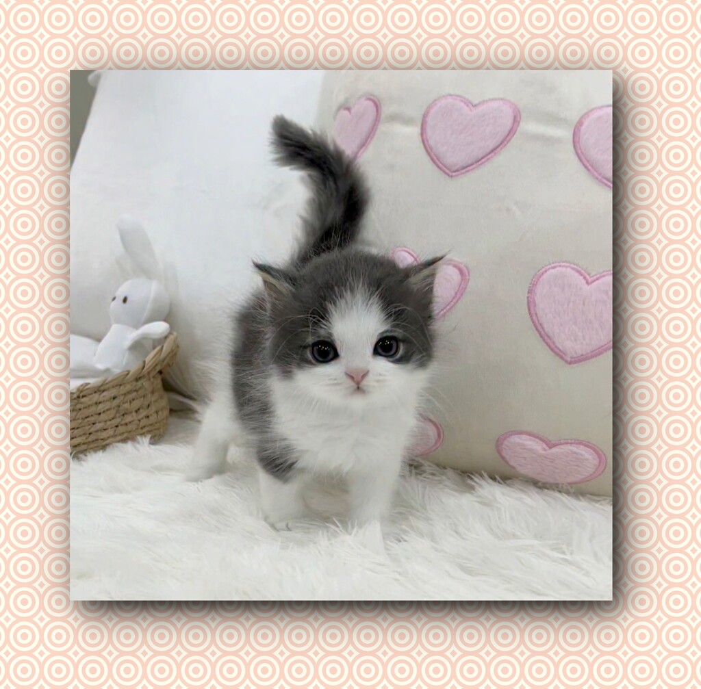 Ȯ�� �̹���