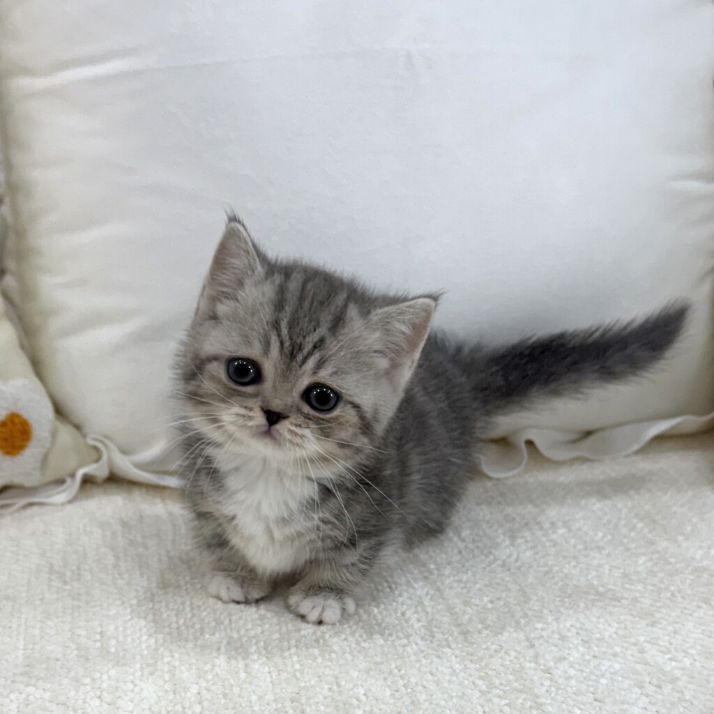 Ȯ�� �̹���