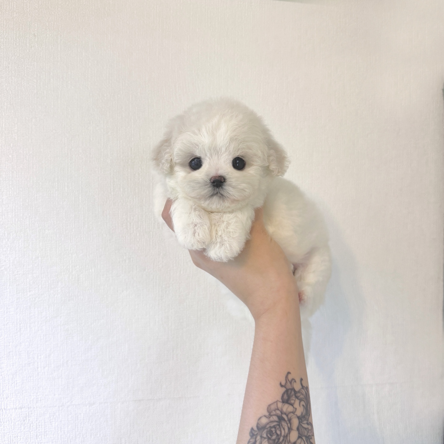 Ȯ�� �̹���