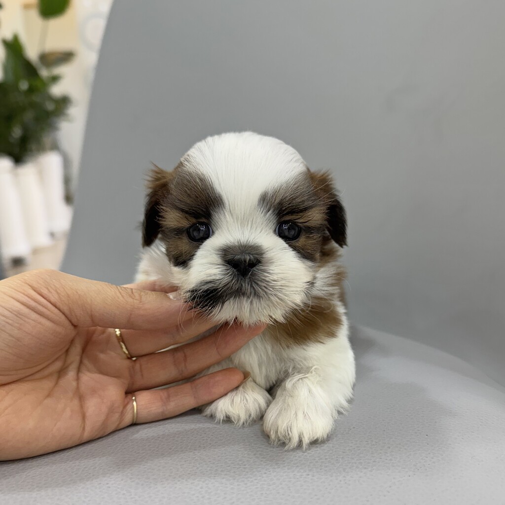 Ȯ�� �̹���