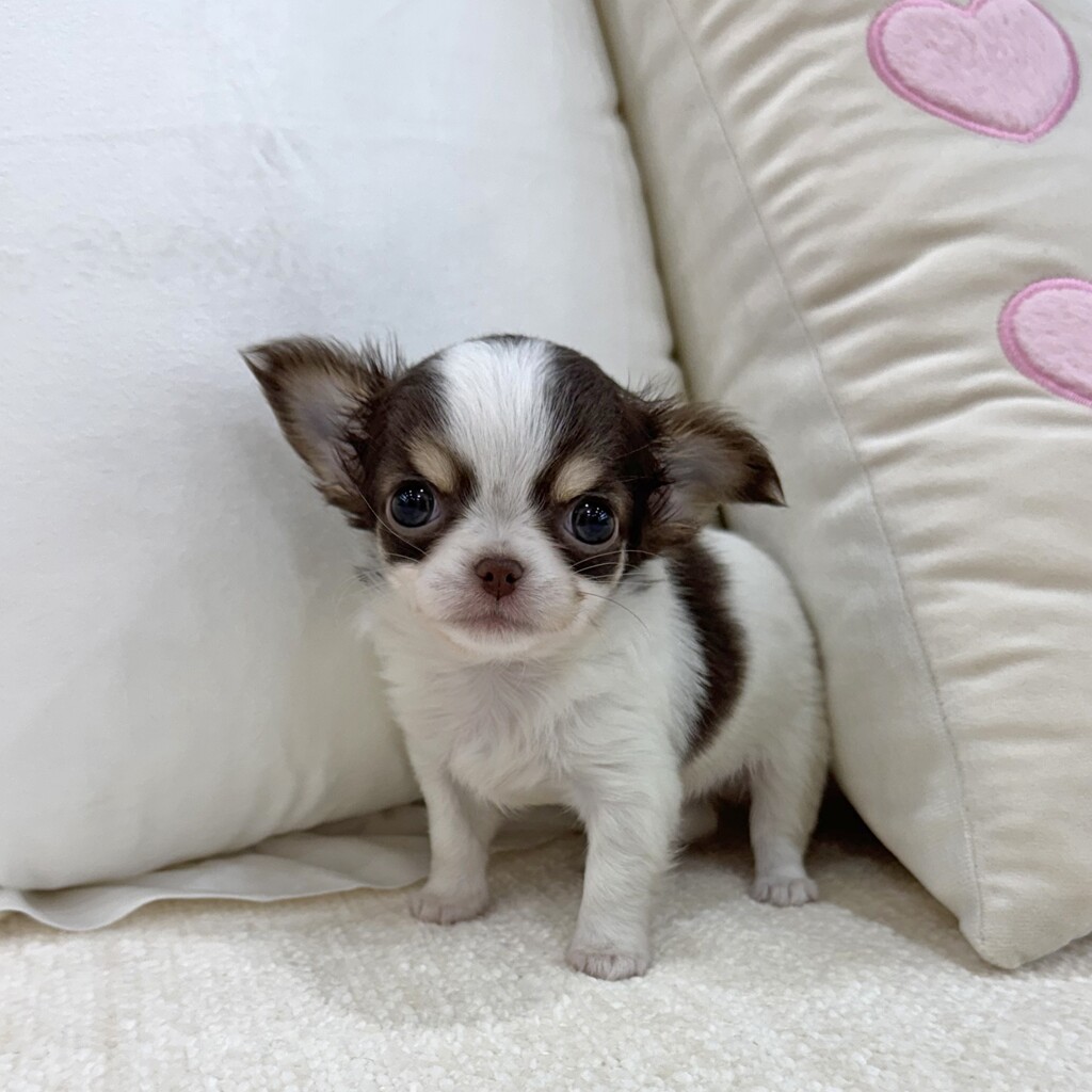 Ȯ�� �̹���