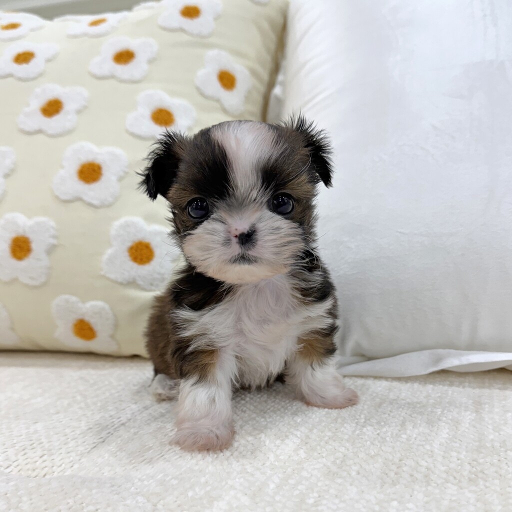 Ȯ�� �̹���